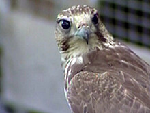 Соколы, курганники и коршуны на Алтае начали выводить птенцов на месяц раньше из-за погоды