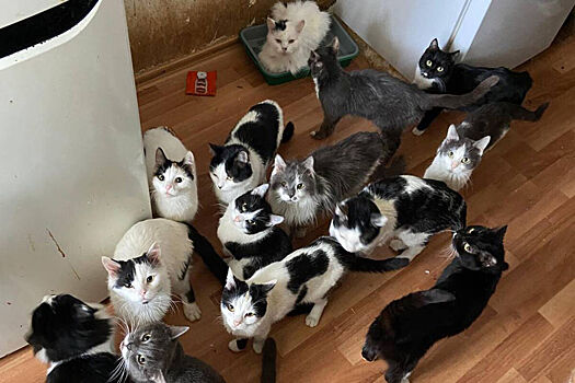 Женщина завела в однокомнатной квартире 66 кошек