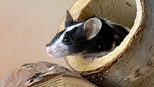 Российские генетики создали мышей без аллергии