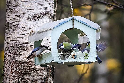 Россиян научили правильно кормить птиц
