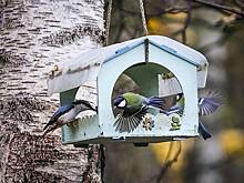 Россиян научили правильно кормить птиц