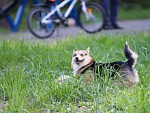 Топ-3 направлений для туристов с питомцами