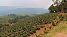 Россия снимает временный запрет на поставки чая из Шри-Ланки
