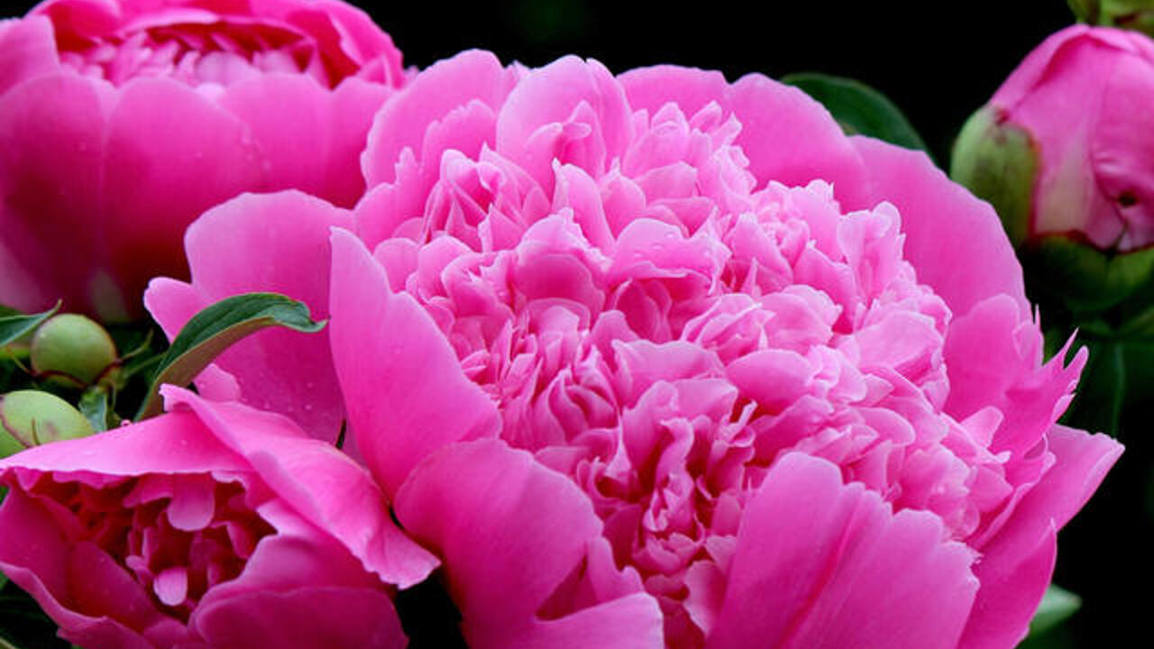 Related image | Peonies, Peonies garden, Beautiful pink flowers