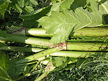 В Югре предприятия накажут за борщевик Сосновского