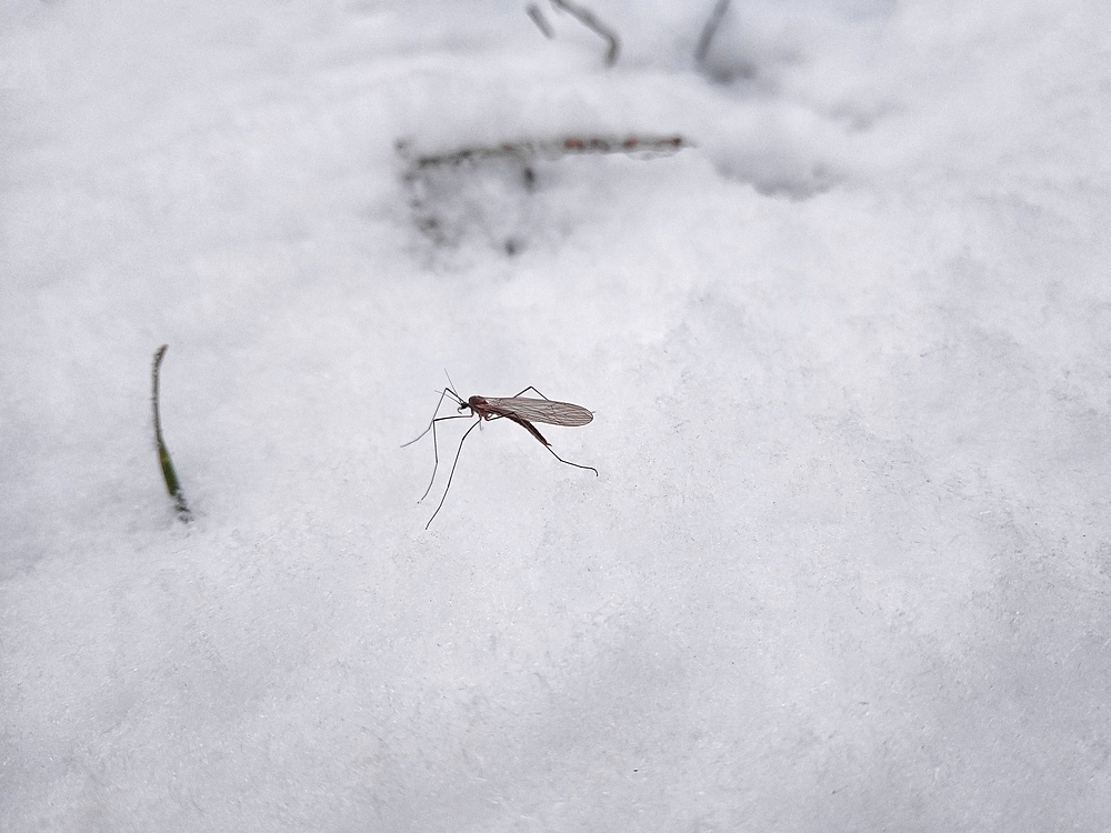 Зимой дома появилась муха. Снежный комар. Зимний комарик. Комары зимой. Комары зимуют.