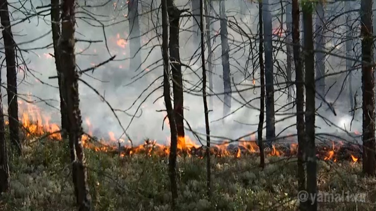 Пожары янао карта