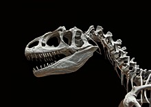 Как на самом деле погибли динозавры?