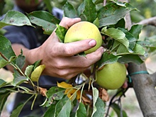 В яблоках по всей Европе обнаружили повышенное содержание токсичных веществ