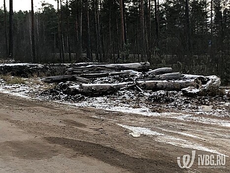 Свалки мусора, опилок и бревен появились на "Скандинавии" и в Лужском районе. Иностранные туристы в шоке