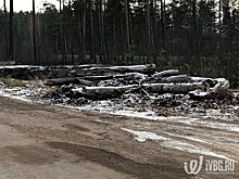 Свалки мусора, опилок и бревен появились на "Скандинавии" и в Лужском районе. Иностранные туристы в шоке