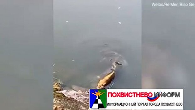 Появилось видео рыбы с человеческим лицом