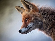 По дворам и парку в Бибиреве бегает лисица
