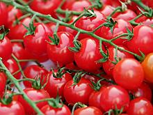 Белорусские помидоры снова появятся на российских прилавках