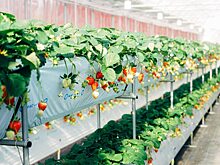 Экоклубника в Саратове: Россельхозбанк назвал победителей конкурса студенческих проектов «Агролидеры России»