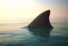 Самая большая акула в мире застряла в камнях