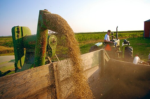 Экспорт пшеницы во Вьетнам увеличат после смягчения таможенных требований