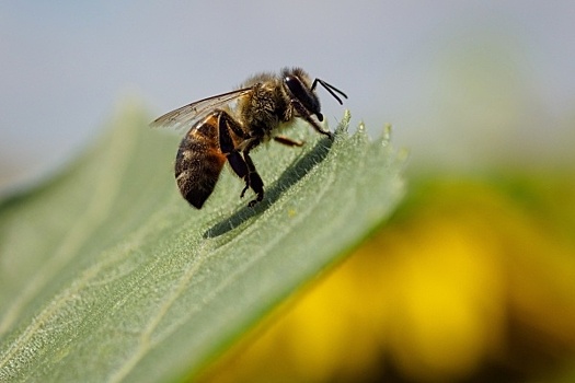 Генпрокуратура выяснит причины массовой гибели пчёл