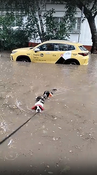 Собаки плавают в луже во дворе жилого дома