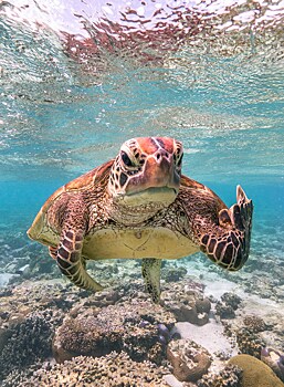 Сердитая черепаха стала победителем конкурса фотографов Comedy Wildlife Photography Awards
