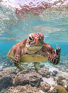 Сердитая черепаха стала победителем конкурса фотографов Comedy Wildlife Photography Awards