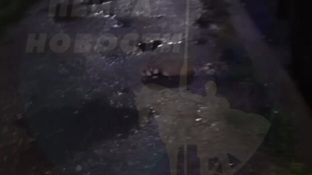 В Засечном на улице Семейной заметили карбыша