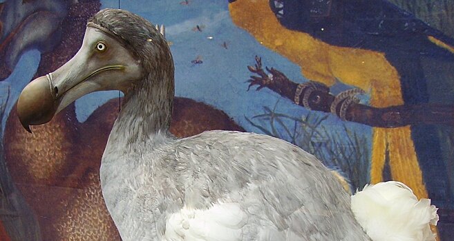 Птица додо и гигантский лемур вымерли из-за человека