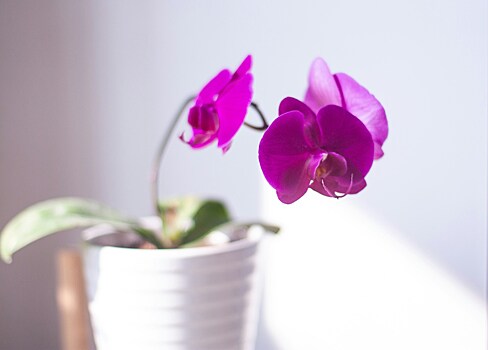 Хитрый трюк, благодаря которому орхидея будет цвести каждый год