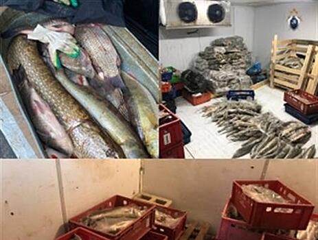 Суд вынес приговор инспектору Росрыболовства за торговлю краснокнижной рыбой