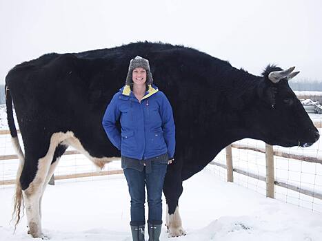 Канадский фермер нашел гигантскому быку Кникерсу конкурента