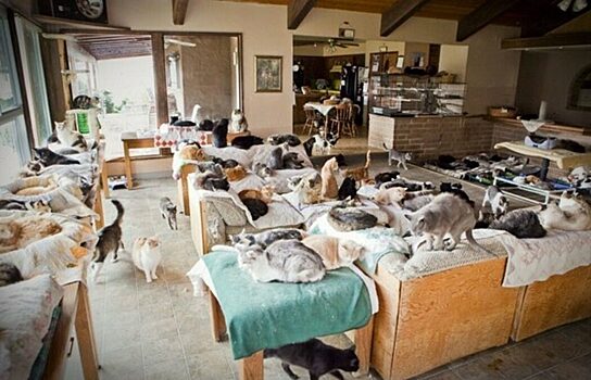 Жительница Ноябрьска держит в квартире два десятка кошек