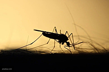 Иммунолог рассказал о рисках передачи COVID-19от комара