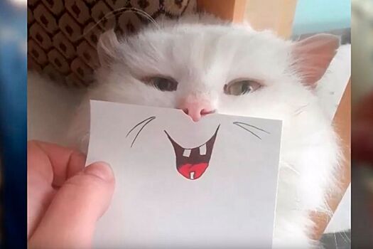 Костромская Снегурочка рассмешила своего кота ради миллиона рублей