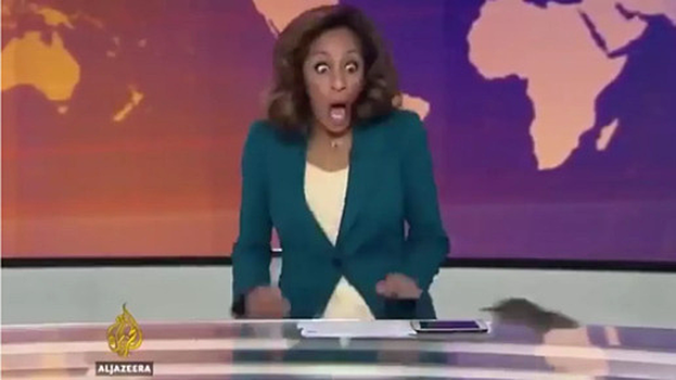 Крыса ворвалась в прямой эфир телеканала в Британии и напугала ведущую