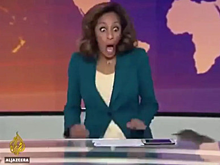 Крыса ворвалась в прямой эфир телеканала в Британии и напугала ведущую