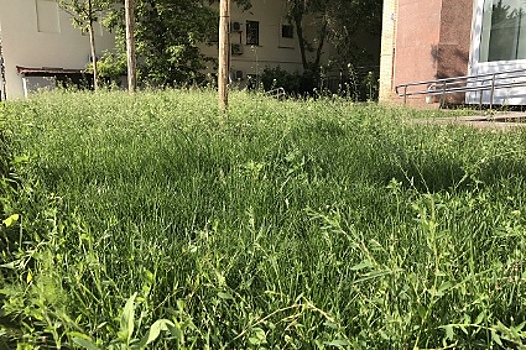 Во дворе по улице Маршала Рыбалко восстановили газон