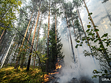 На фоне жары в Свердловской области увеличивается площадь пожаров