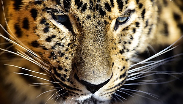 Количество снимков дальневосточного леопарда фотоловушками в Приморье выросло на 20%