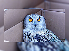 Спасенного на Алтае филина отправят в питомник