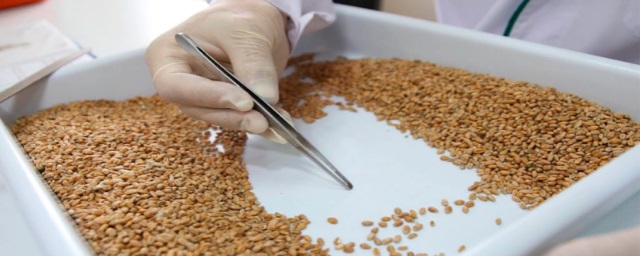 Россельхознадзор предотвратил ввоз в Воронежскую область около пяти тонны заражённых семян пшеницы