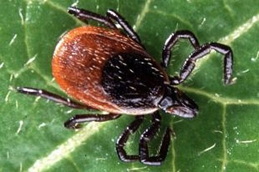 Голодные иксодовые клещи проснулись на Ставрополье и нападают на людей
