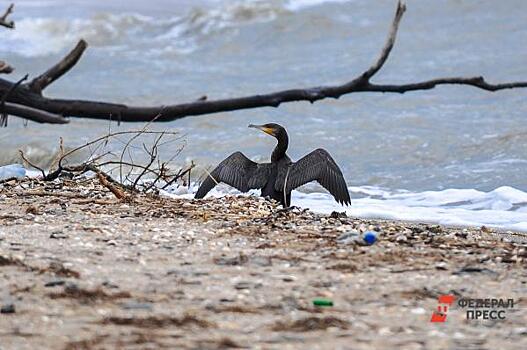 Крымские власти продадут пляж в Коктебеле