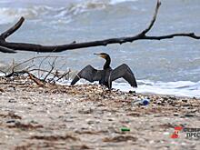 Крымские власти продадут пляж в Коктебеле