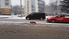 Калининградцы сняли на видео путешествие лисы по оживленной трассе