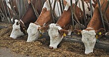 Как "сырный ген" коров влияет на качество молока: новое исследование