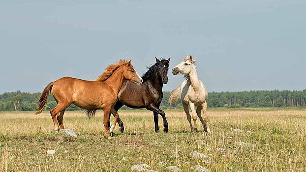 Паралич и смерть: что такое лошадиный энцефалит и насколько он опасен для человека