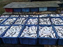 «Мы нужны или нет?» Рыбопромышленники Зауралья протестуют против законопроекта о любительском рыболовстве