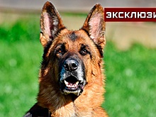 В кинологической федерации оценили идею обязать владельцев крупных собак проходить специальное обучение
