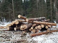 Объёмы обеспечения древесиной жителей Башкирии снизились