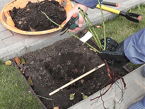 Почему сажать розы лучше осенью и как правильно это делать